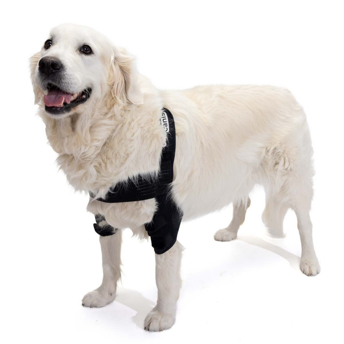 Órtesis de Codo para Perros con Artrosis Rehabilitación Canina