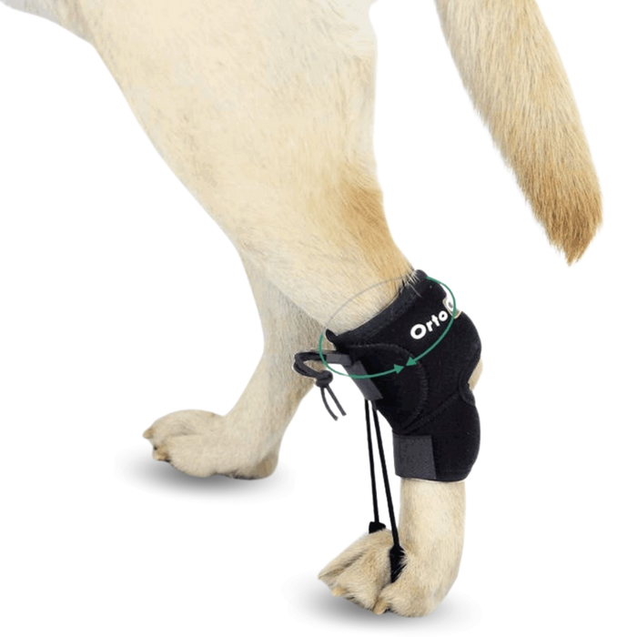 Corrector Propioceptivo para Perros con Knuckling | 5 Tallas
