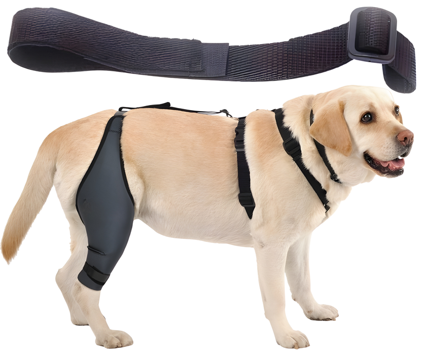 Cinta Canina de Sujeción Lumbar para Inmobilizador de Rodilla