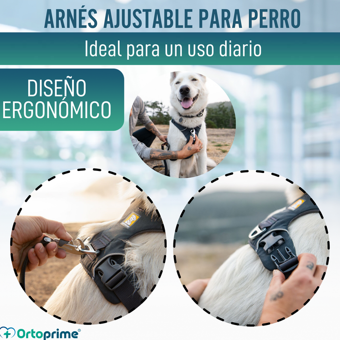 Arnés Acolchado para Perros de Uso Diario | Doble Sujeción