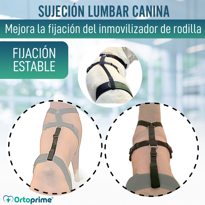Cinta Canina de Sujeción Lumbar para Inmobilizador de Rodilla
