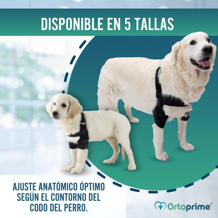 Órtesis de Codo para Perros con Artrosis Rehabilitación Canina