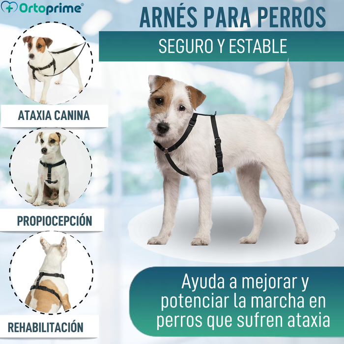 Arnés Canino para Rehabilitación Neurológica | 5 Tallas