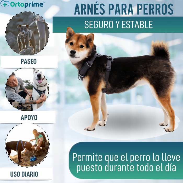 Arnés Acolchado para Perros de Uso Diario | Doble Sujeción