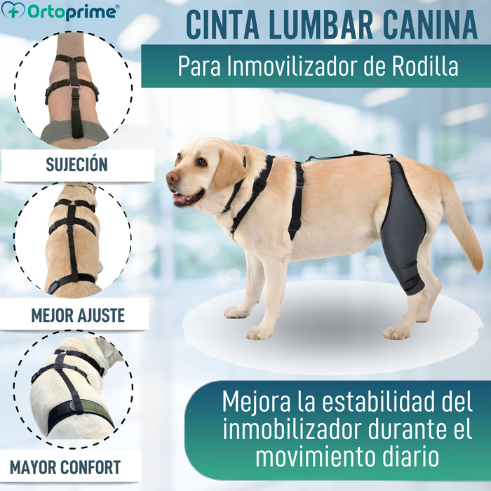 Cinta Canina de Sujeción Lumbar para Inmobilizador de Rodilla