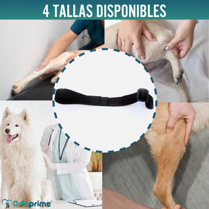 Cinta Canina de Sujeción Lumbar para Inmobilizador de Rodilla