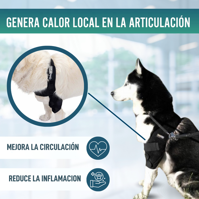 Órtesis de Codo para Perros con Artrosis Rehabilitación Canina