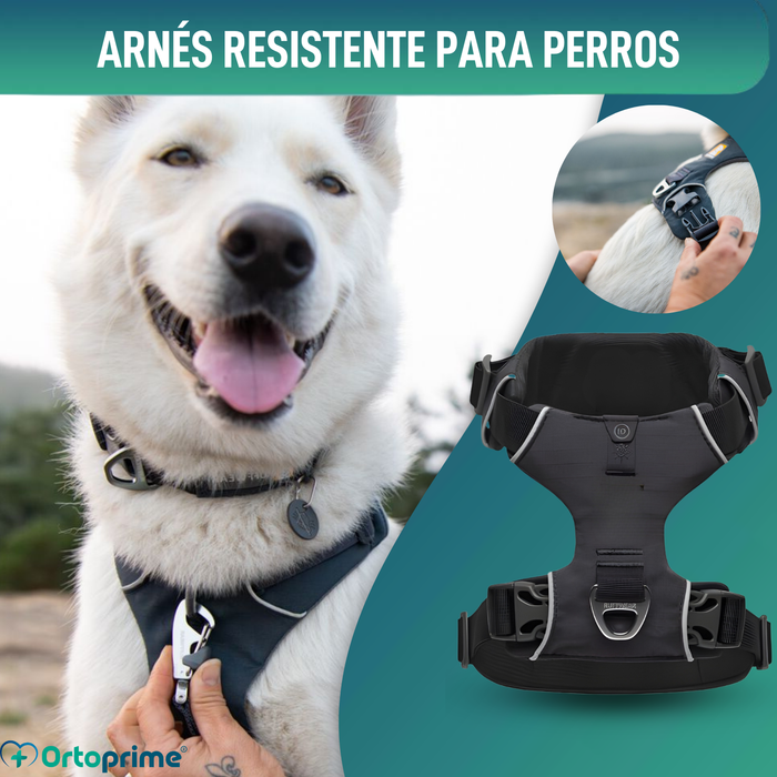 Arnés Acolchado para Perros de Uso Diario | Doble Sujeción