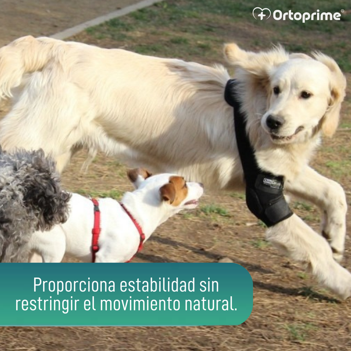 Órtesis de Codo para Perros con Artrosis Rehabilitación Canina