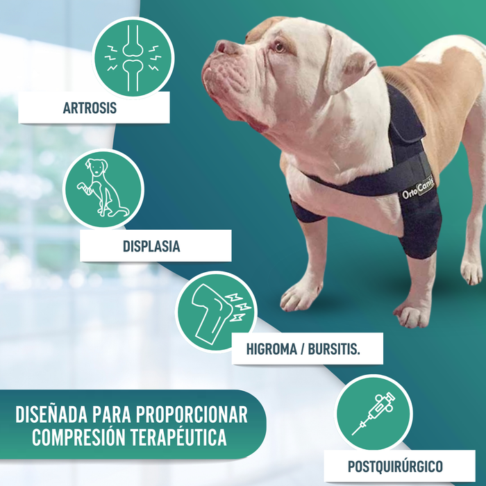 Órtesis de Codo para Perros con Artrosis Rehabilitación Canina