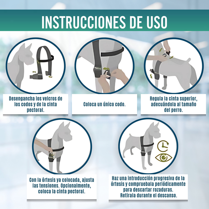 Órtesis de Codo para Perros con Artrosis Rehabilitación Canina
