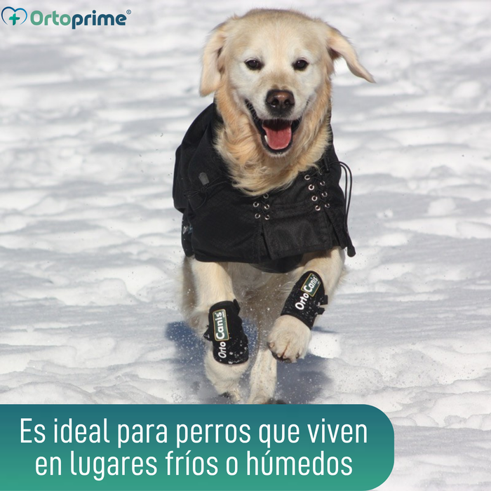 Abrigo Térmico Impermeable para Perros | Back on Track