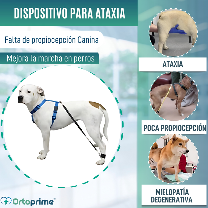 Dispositivo para Ataxia Canina | Asistencia para Perros