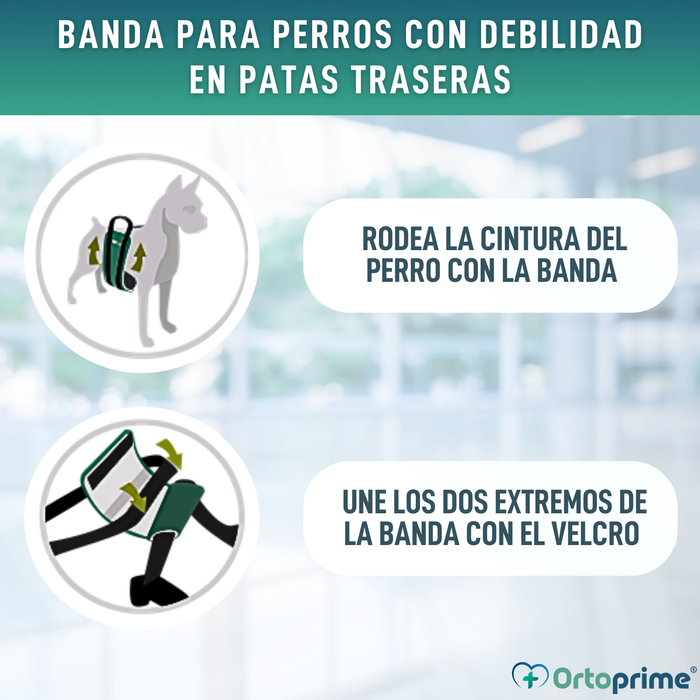 Banda de Ayuda para Perros con Movilidad Reducida | 5 Tallas