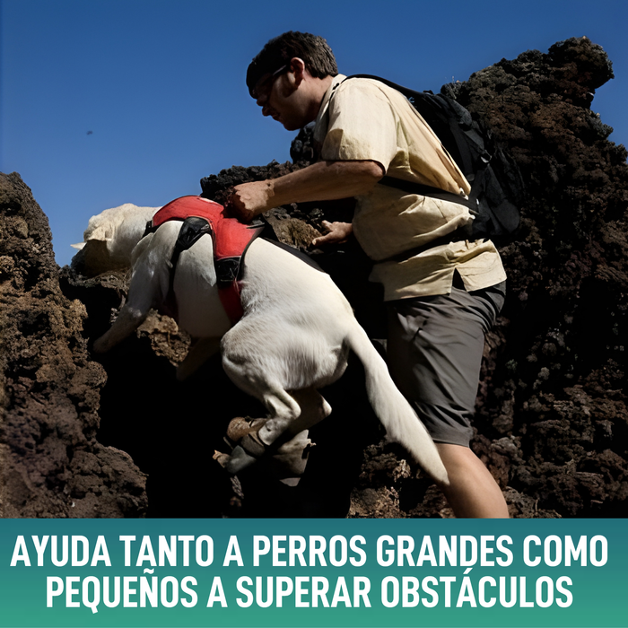 Arnés de Sujeción para Perros de Servicio | 5 Tallas
