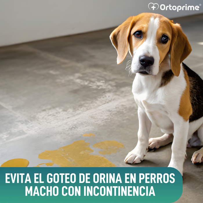 Faja Antigoteo para Incontinencia Canina | Perro Macho
