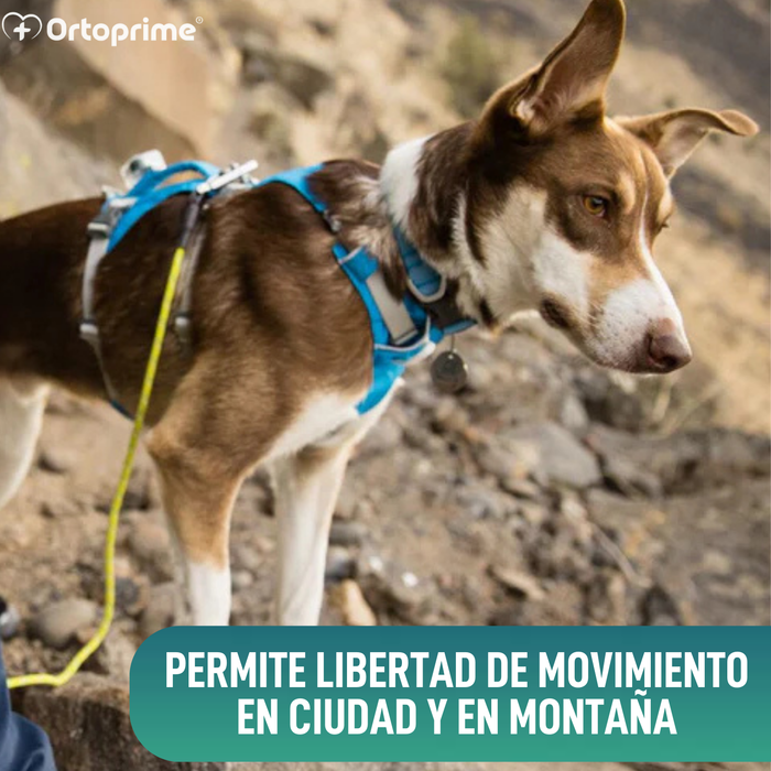 Arnés de Elevación Multiuso Canino | Estructura Resistente