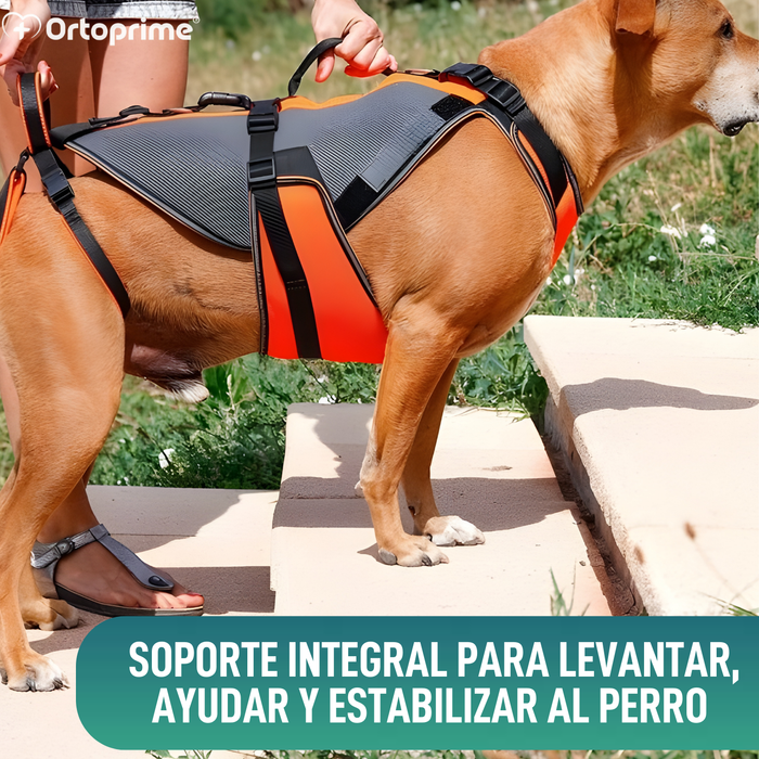Arnés de Rehabilitación Integral para Perros | Material 3D