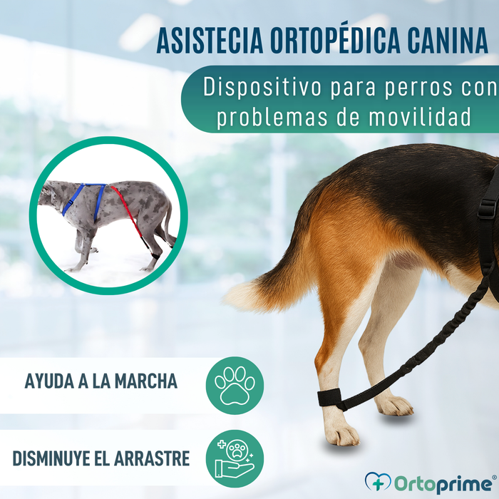 Dispositivo para Ataxia Canina | Asistencia para Perros