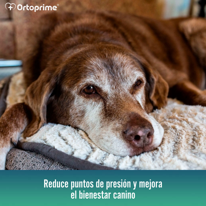 Colchón para Perros Viscoelástico con Funda | 4 Tallas