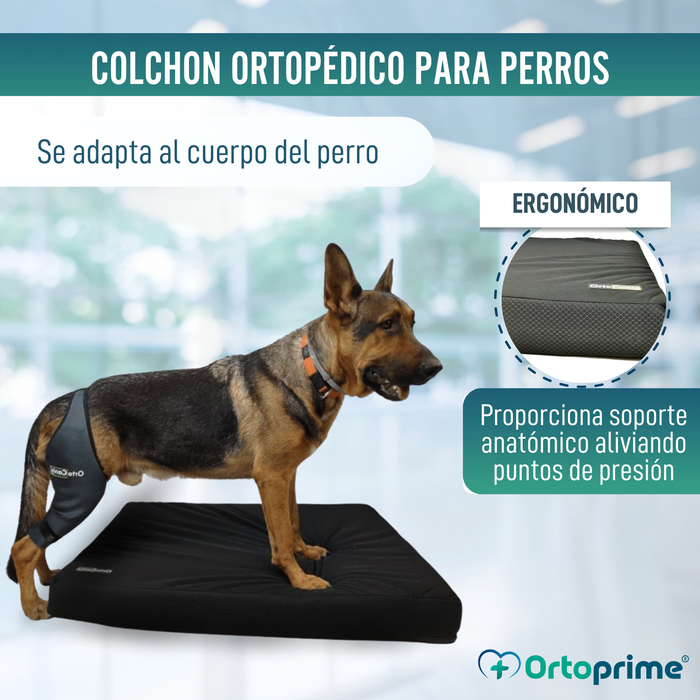 Colchón para Perros Viscoelástico con Funda | 4 Tallas