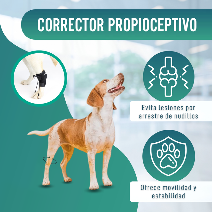 Corrector Propioceptivo para Perros con Knuckling | 5 Tallas