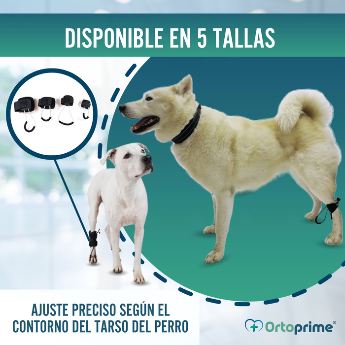 Corrector Propioceptivo para Perros con Knuckling | 5 Tallas