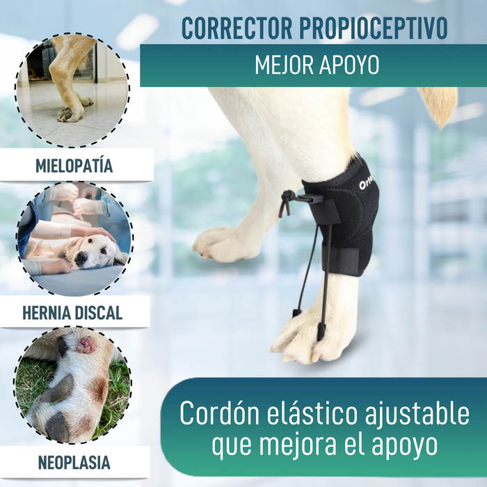 Corrector Propioceptivo para Perros con Knuckling | 5 Tallas