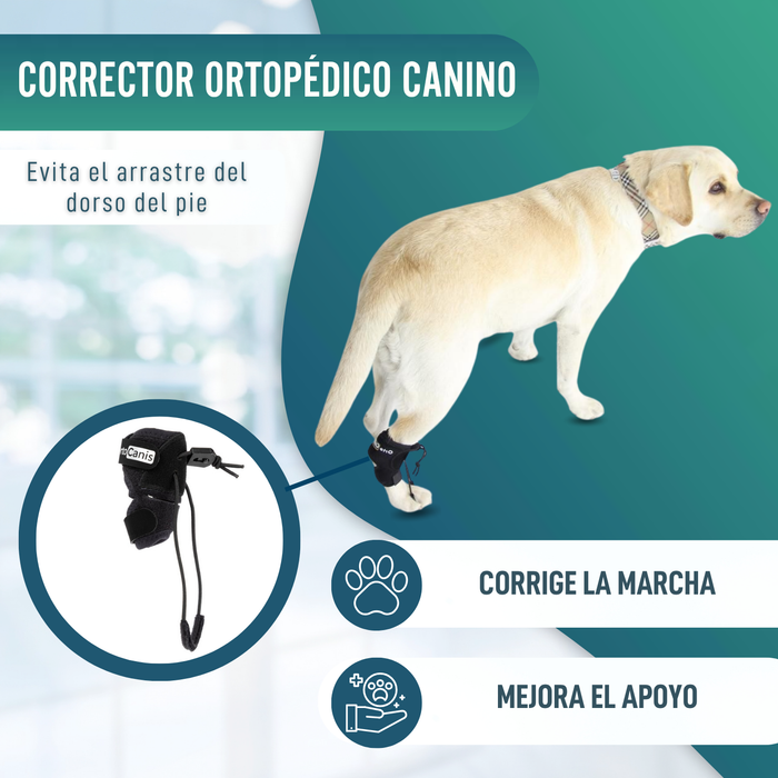 Corrector Propioceptivo para Perros con Knuckling | 5 Tallas