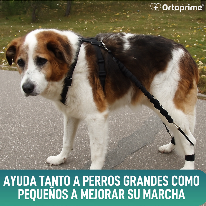 Dispositivo para Ataxia Canina | Asistencia para Perros