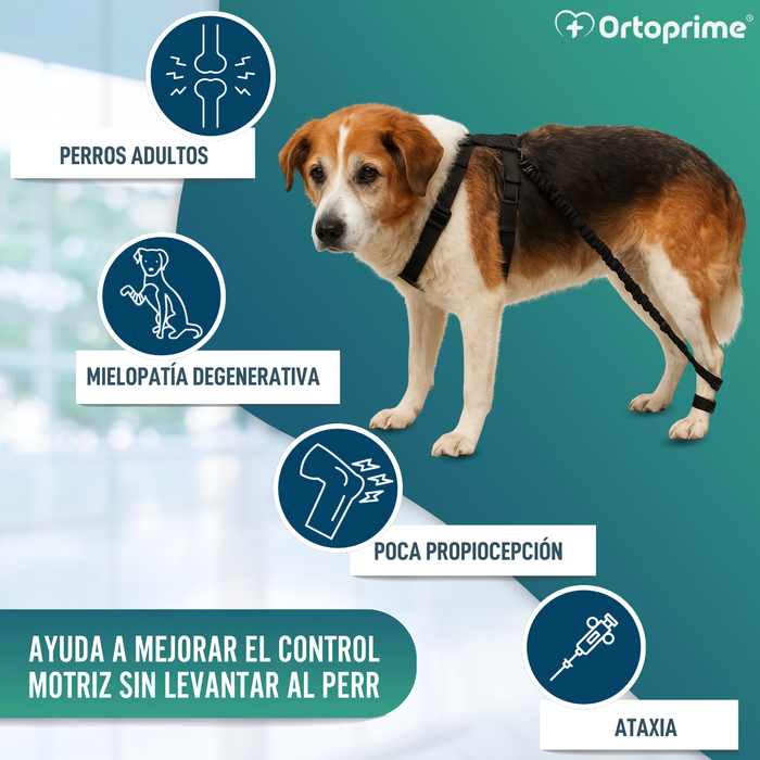 Dispositivo para Ataxia Canina | Asistencia para Perros