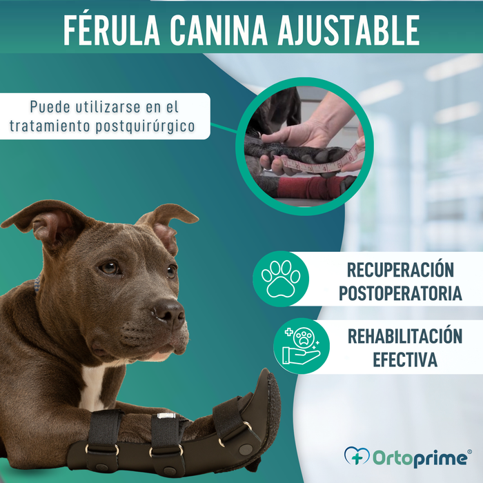 Férula Canina para Pata Delantera de Polipropileno | 6 Tallas