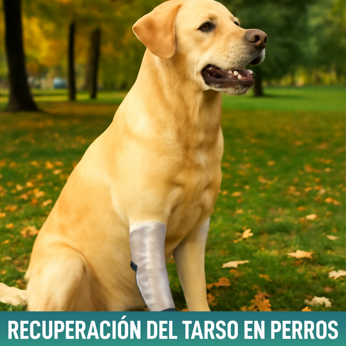 Férula Rápida para Extremidades de Perros y Gatos | 3 Tallas