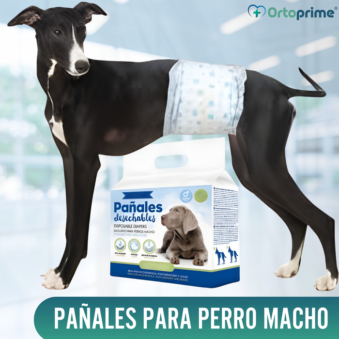 Pañales para Perro Macho Ultra Absorbente | Pack 12 Unidades