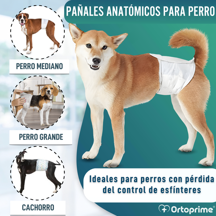 Pañales para Perro Macho Ultra Absorbente | Pack 12 Unidades