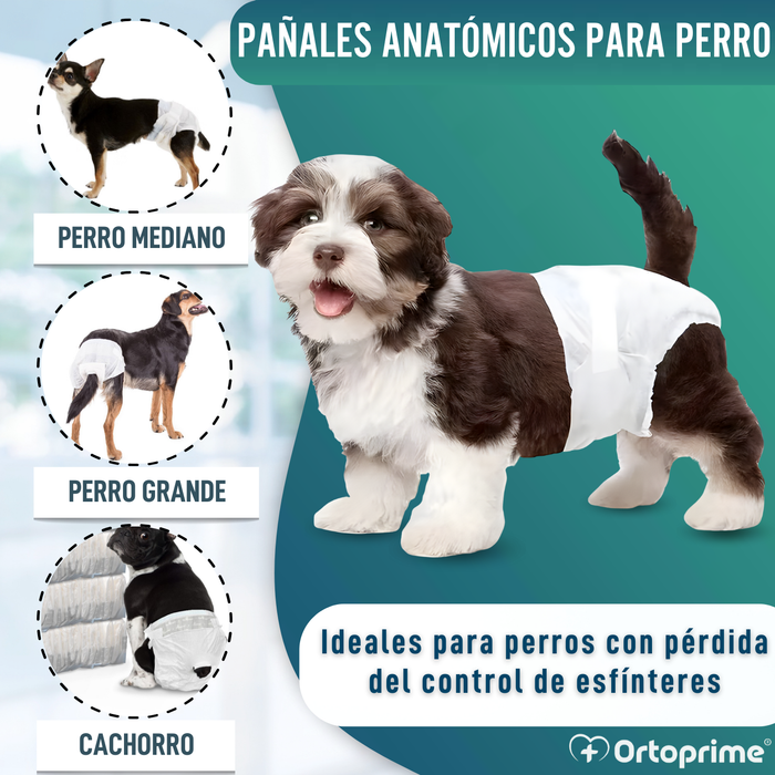 Pañales Caninos para Hembras y Cachorros | Máxima Absorción