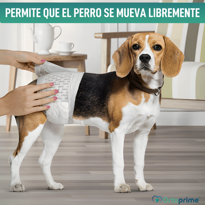 Pañales para Perro Macho Ultra Absorbente | Pack 12 Unidades