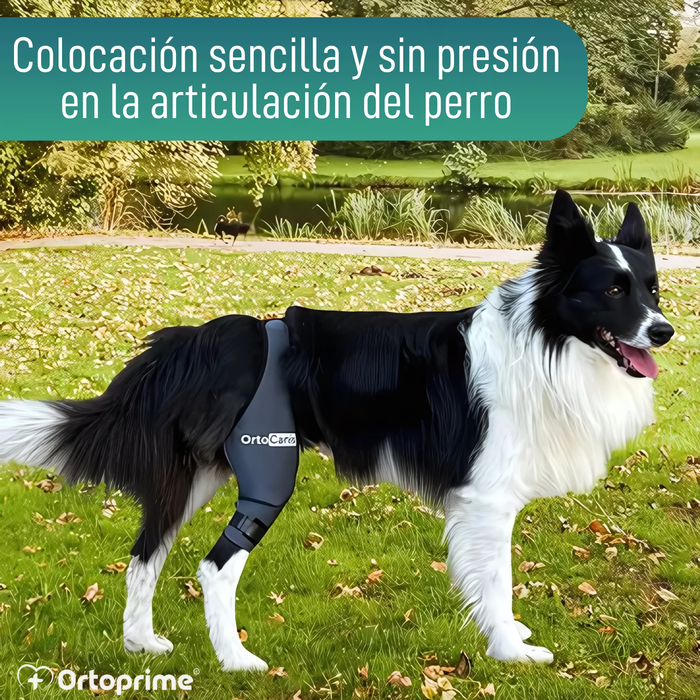 Inmovilizador de Rodilla para Perros de Neopreno | 9 Tallas