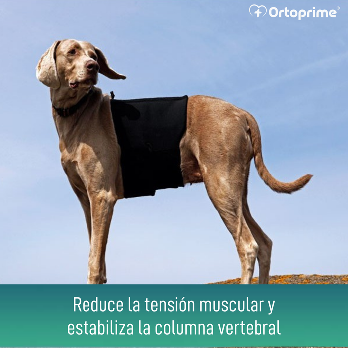 Soporte Térmico Canino Back on Track | Faja para la espalda