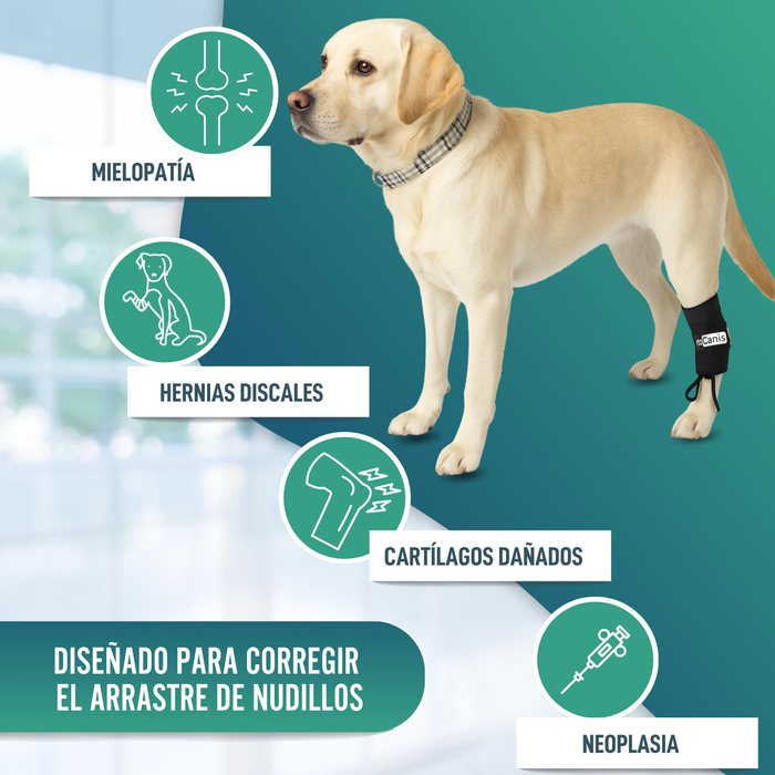 Corrector Propioceptivo para Perros con Knuckling | 5 Tallas