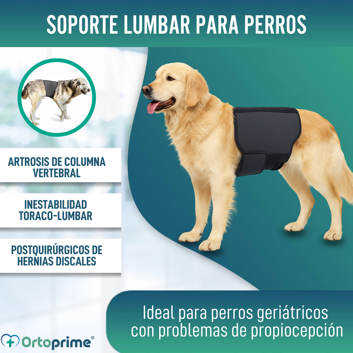Soporte Térmico Canino Back on Track | Faja para la espalda