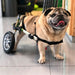 silla-de-ruedas-perros-adaptable-ortoprime